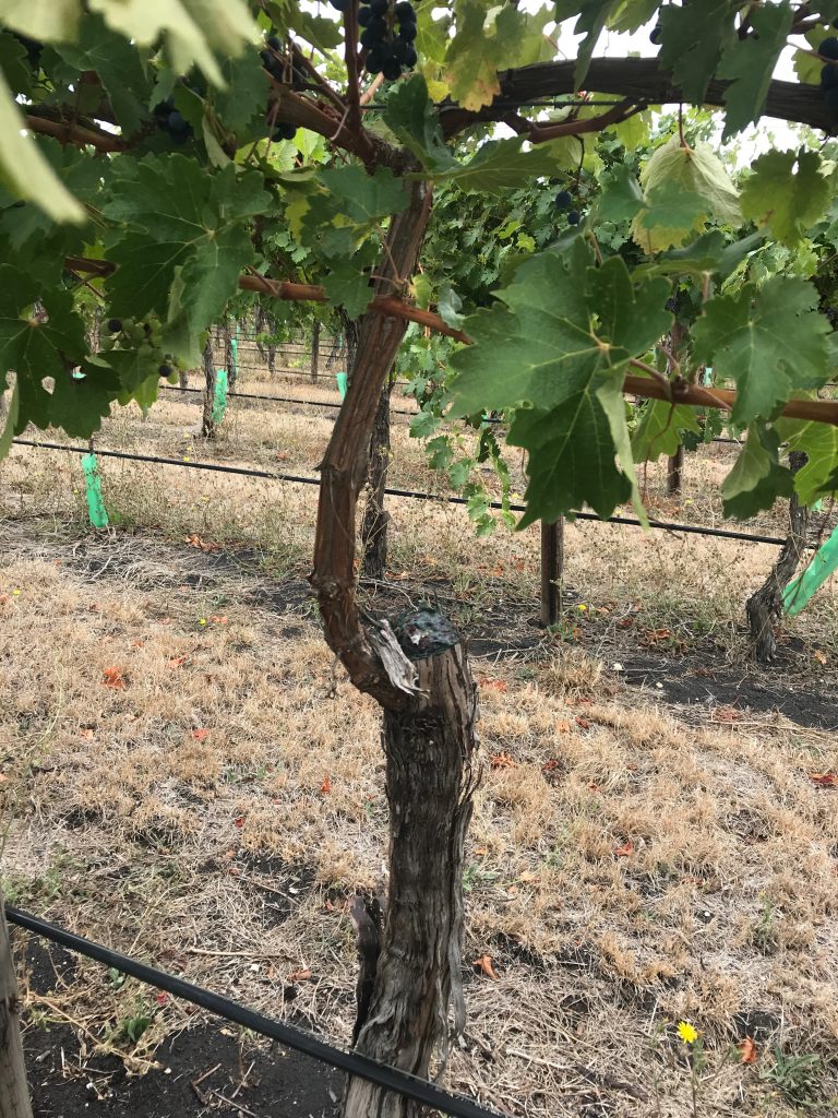 How best to deal with vineyard cordon decline - Winetitles