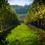 A national voice for wine grapegrowers