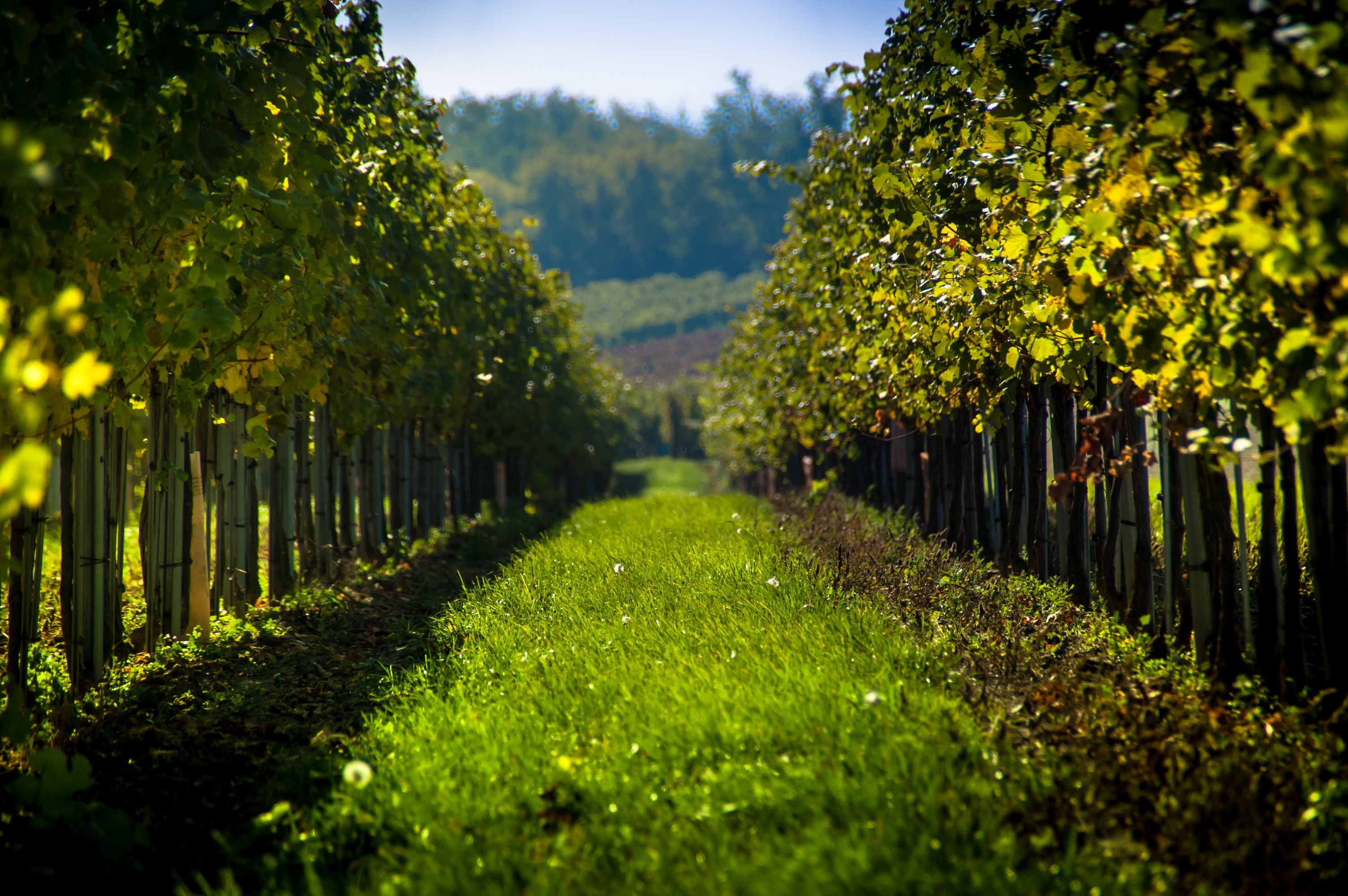 A national voice for wine grapegrowers