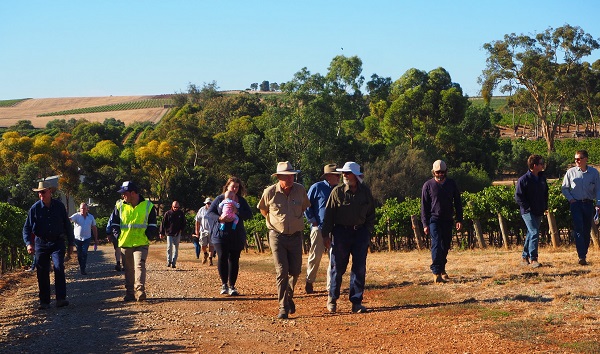 Walking the talk on vineyard renewal