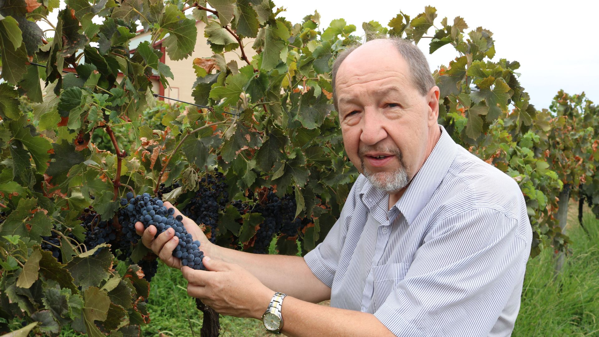 Measuring bunch rot impact on wine quality
