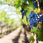 EcoVineyards project set to benefit winegrape growers across South Australia