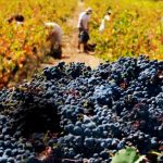 Export grants help South Australian wines go global