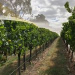 Handpicked Wines expands its Tasmanian portfolio with its second vineyard acquisition in the Tamar Valley