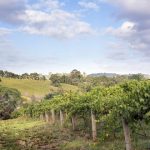 Wine Australia invests record $79 million on behalf of grape and wine sector in 2019–20