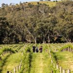 McLaren Vale’s green credentials drive wine industry sustainability