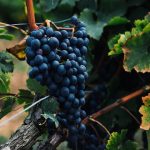 Study to investigate uses for Marlborough wine harvest waste