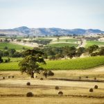 Two Hands Wines introduces sap flow sensor technology to manage vine health and monitor water use