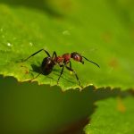 Ant trail the key to bug monitoring in spring