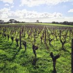 Barossa’s Creating Resilient Landscapes initiative wins SA Landcare Award