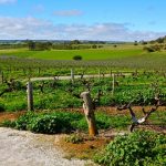 New plant surveillance tech trial in the Barossa