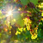 Burgundy harvest suffers in summer heat