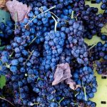 Grape producers sensor the future