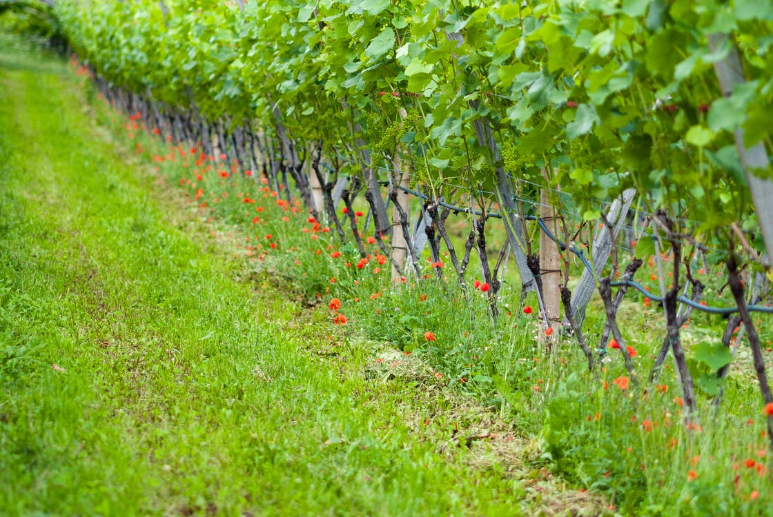 How vintners use cover crops in vineyards