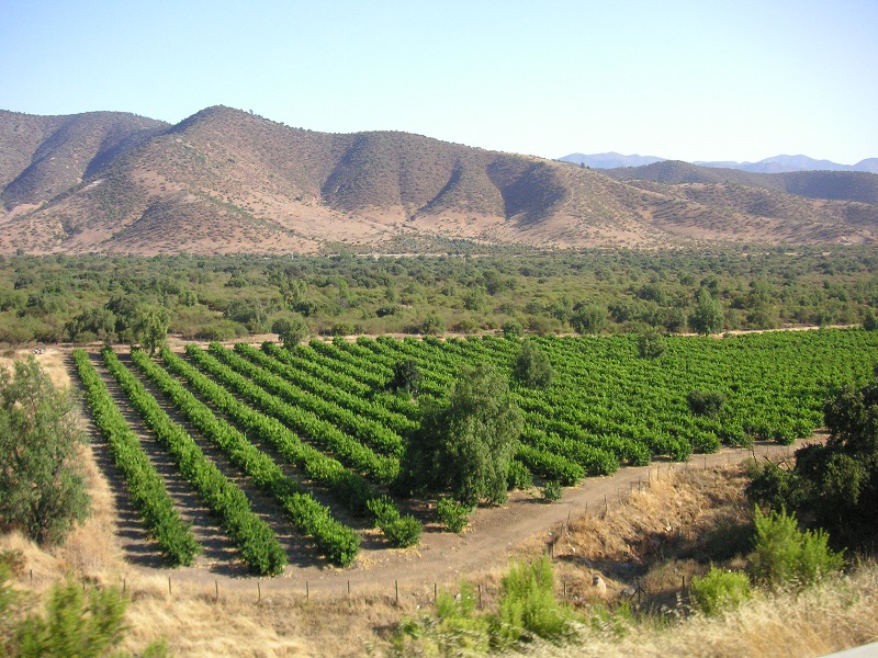 Climate Change Wine Tour of Ancient Vineyards in Chile