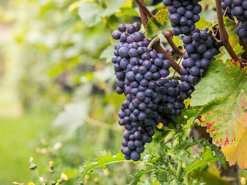 English wine industry to see casualties over the next five years