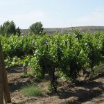 Idaho vineyards tout ‘tremendous’ vintages despite big October freeze