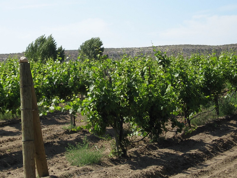 Idaho vineyards tout ‘tremendous’ vintages despite big October freeze