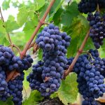 Willamette Valley winemakers weigh in on harvest strategies