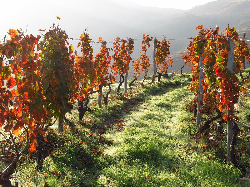 Douro Valley: hot climate, cool wines