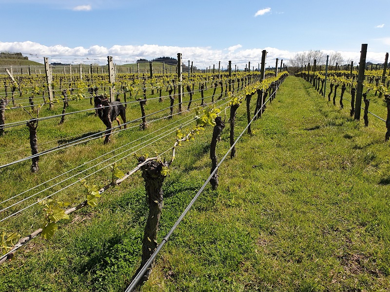 Saint Clair Family Estates' Gimblett Gravels vineyard purchase