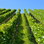 Rhône Valley sees 2019 yields rise
