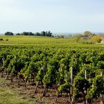 South Australian winery wins Global Sustainability Award