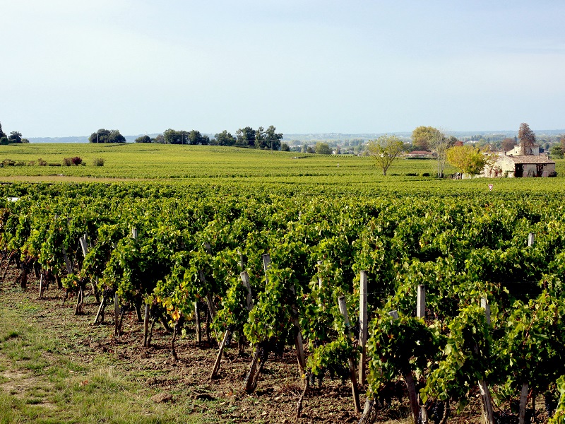 South Australian winery wins Global Sustainability Award