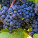 Digital grape picking tracker targets horticulture industry