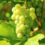 BLOG: Continuing a great tradition of Australian Riesling