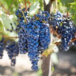 New PD-resistant wine grape varieties named and released