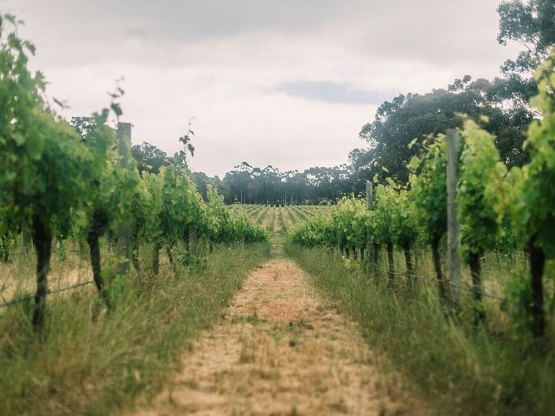 Interim determination to recognise new wine region of Wilyabrup