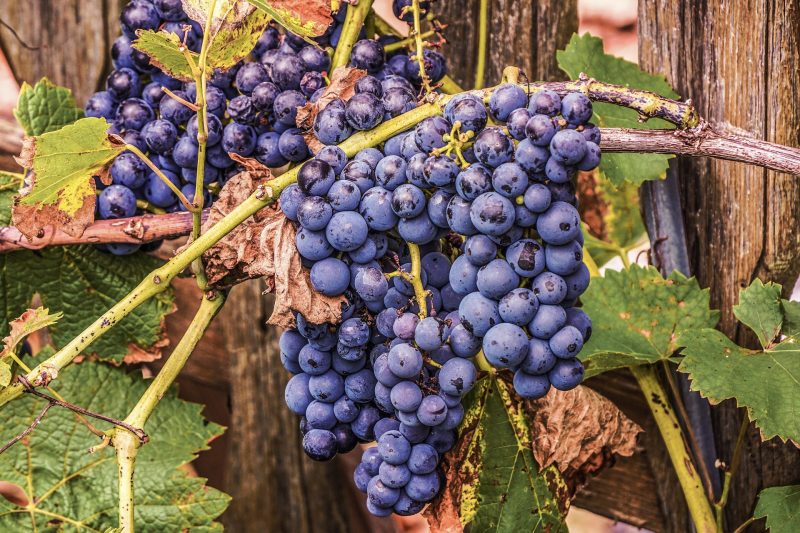 Barolo winery Rivetto breaks new ground with biodynamic status