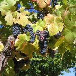 Swapping grape varieties could keep wine flowing as climate warms