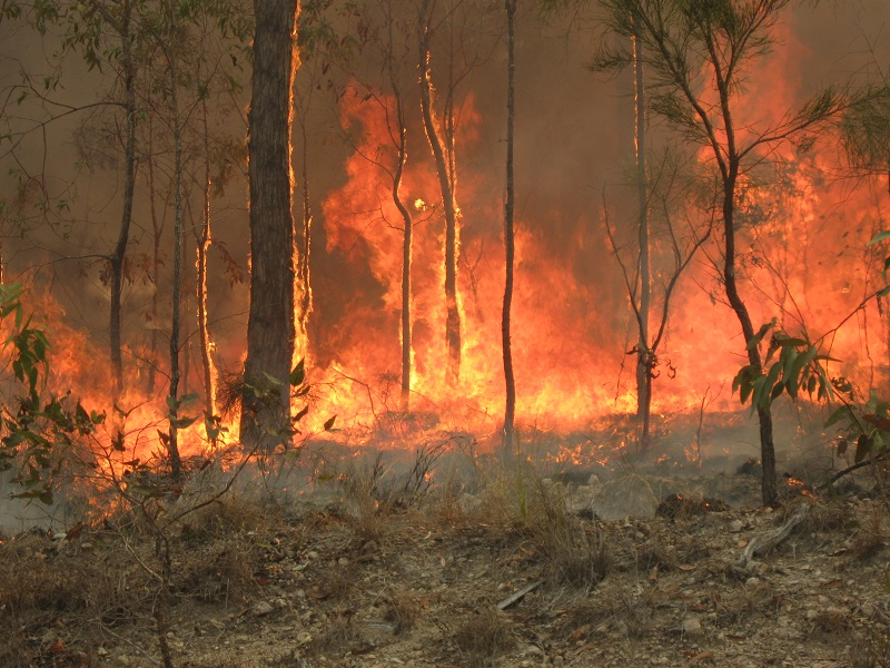 Bushfires draw Australian wine sector closer