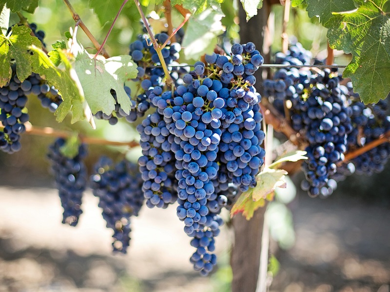 Growers urged to seek better grape prices