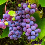Australian winemakers testing new grapes to deal with global warming