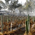 How bushfires have hit Australia’s winemakers