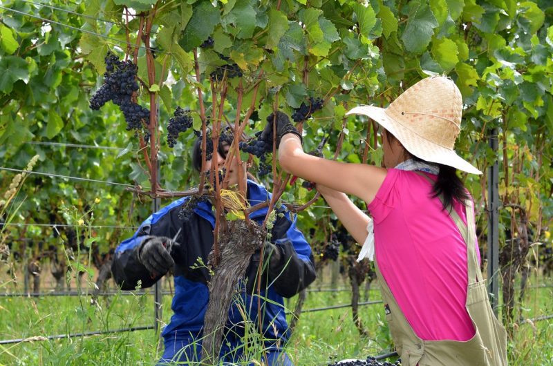New safety resources for migrant vineyard workers