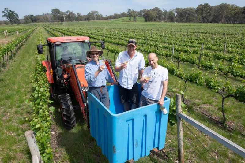Australia's favourite grape could be a victim of climate change