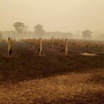 Fire and smoke costs Australian wine industry $40 million this summer
