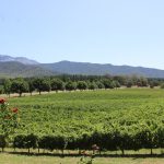Feathertop Wines’ vines will remain unharvested due to smoke taint