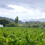 NZ targets indie retailers with Pinot promotion