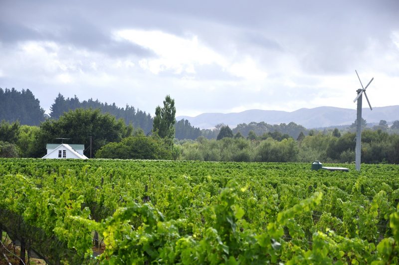 NZ targets indie retailers with Pinot promotion