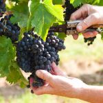 Good vintage expectations for Central Otago wine after cooler summer