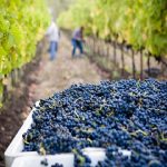 Wine sector seeks to complete Vintage 2020 amid fears of national shutdown