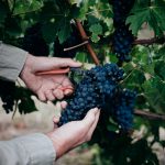 Margaret River Wine: vintage 2020 has been outstanding