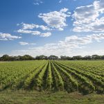Bleasdale Vineyards celebrates 170 years