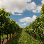 Blog: Europe’s vineyards move further north
