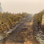 NSW government confirms support for bushfire-affected growers